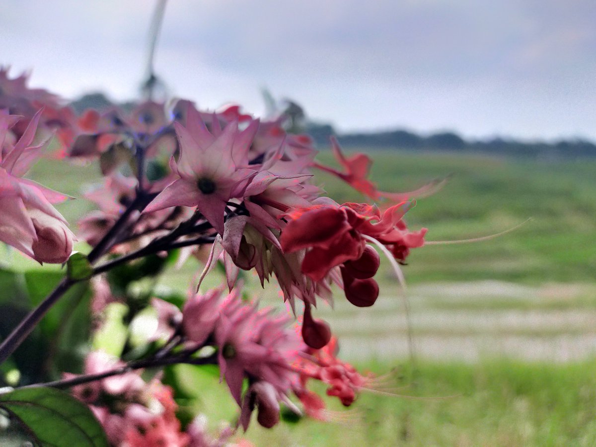 dustivndr's tweet photo. Bleeding-heart vine
📆 18 December 2022
📸 OPPO A92
🔗 https://t.co/V9mlqBWrBn
#flower #bleedingheart #bleedingheartvine #red #oppo #cameraphone #photography https://t.co/jDarhUZz4c