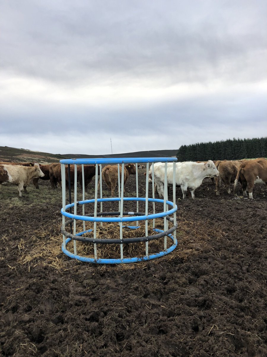 This is something me and <a href="/DuncanTWilson/">Duncan Wilson</a> talked about last year after seen the three rivers bale feeders from nz. So good to finally have one made and out with the cows just need x20 now 😂 so light I can lift it over my head