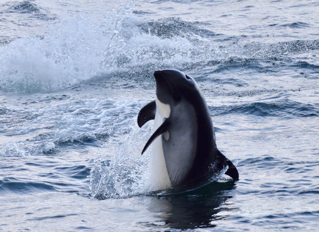 ORCA_web's tweet photo. Leaving Punta Arenas, Ocean Conservationist Tony &amp; guests on @HurtigrutenEXP #MSFram enjoyed sei whales &amp; 2 species of dolphin - Comerson's &amp; Peale's! 

We've also got Marine Mammal Surveyors on board collecting data to help us understand ship strike in the southern ocean. https://t.co/zIjJxMXL6R
