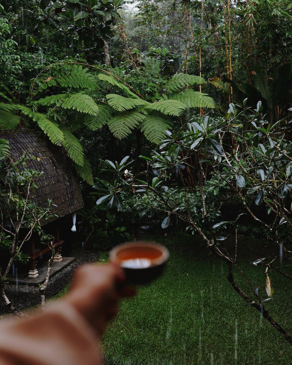 Sipping on a warm cup of ginger tea after a relaxing #Balinese massage session on a rainy day is pure bliss. It's a perfect moment of peace and comfort, making the rainy day seem all the more enjoyable. Photo credit: (@)life.catchers #SamsaraUbud #ChakraSpa
