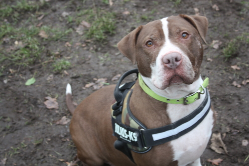 AdoptionsUk's tweet photo. Please retweet to help Bella find a home #WOLVERHAMPTON #BIRMINGHAM #UK 

XL Bulldog aged 7, previously used for breeding, she may be able to live with a female dog and with children aged 8+. She deserves some love now 🐶❤️✅

DETAILS or APPLY👇
https://t.co/a3Pt9vfm9z…
#Dogs https://t.co/oYfMy5IhjL