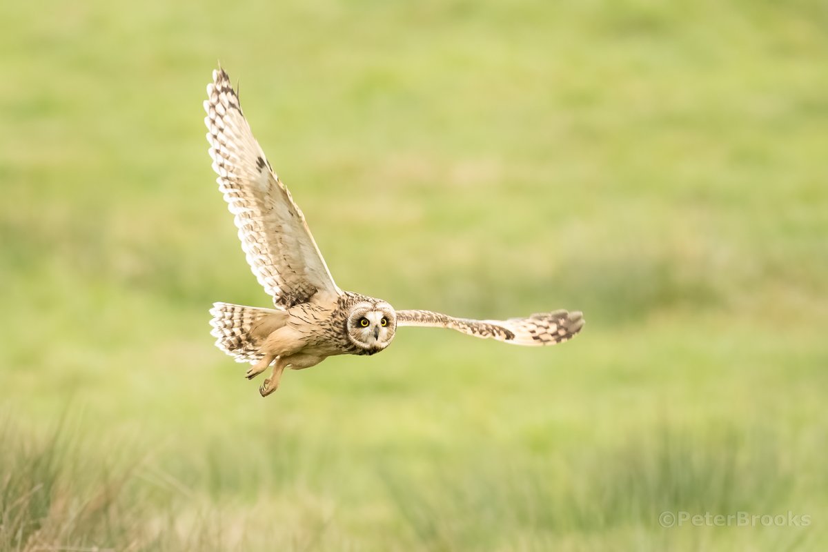 Out playing with the owls again, so lucky to have these so close to home #eastsussex #sussex <a href="/SussexWildlife/">Sussex Wildlife Trust 🦔</a>