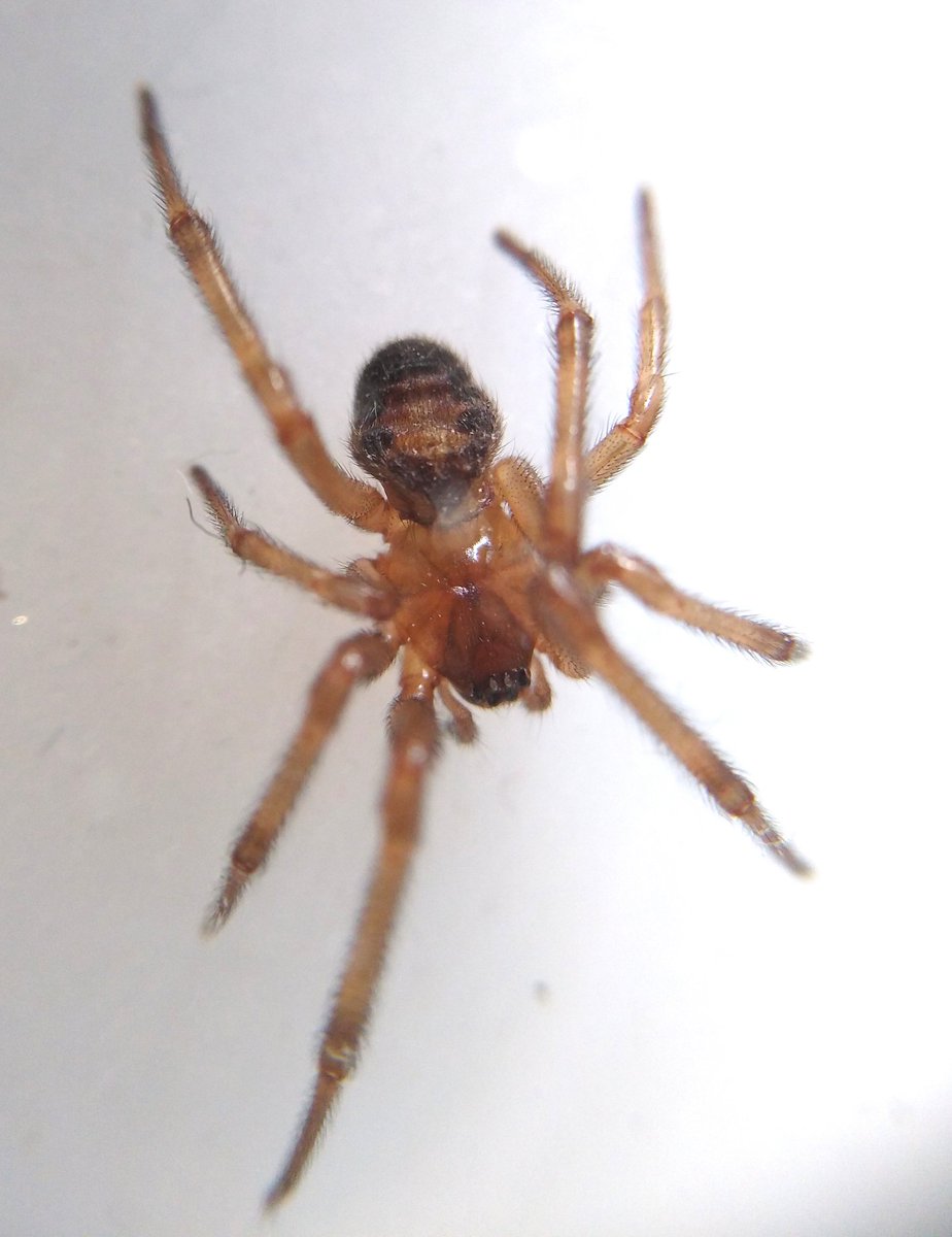 #SpiderID - would love some help please. Is this Steatoda nobilis? (The size is right.) The abdomen has me confused (funny shape, hairy, matt, no visible dimples) though the markings seem right. Indoors. #TurnFear2Fascination #lookcloser #amazingnature #spider @BritishSpiders