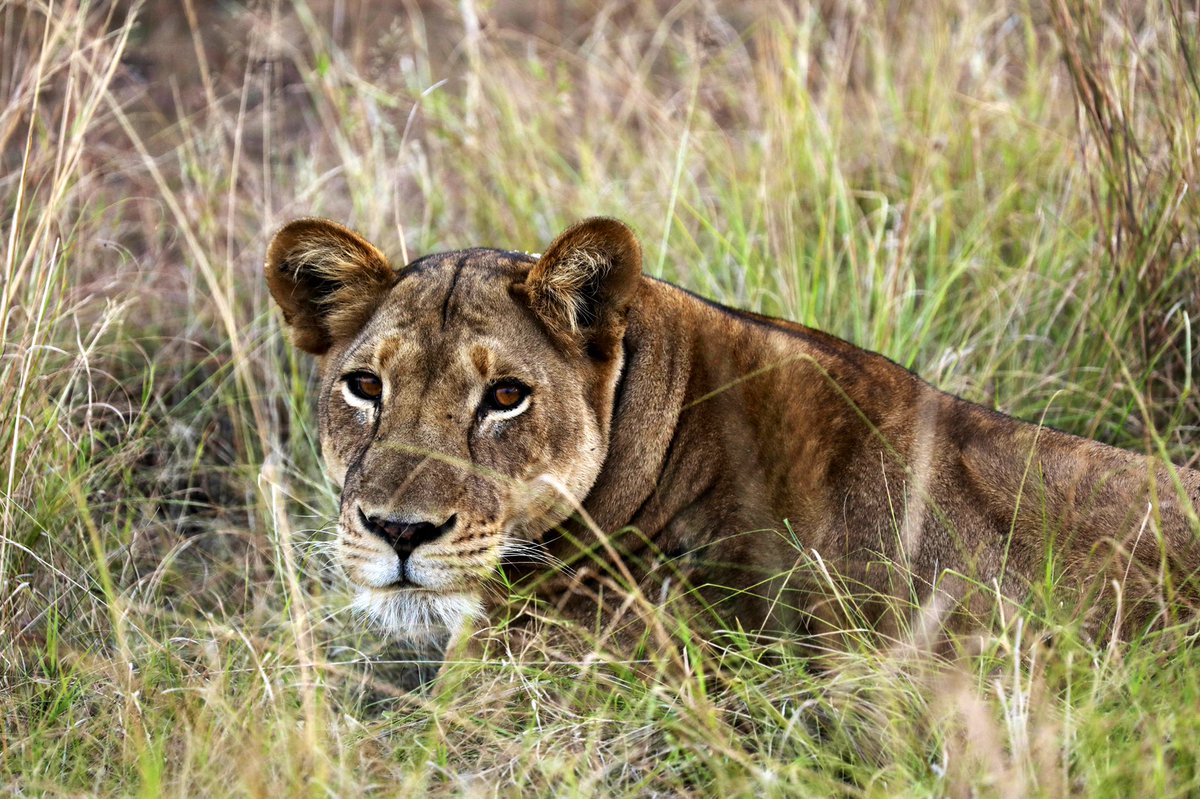 ajar_nalwadda's tweet photo. Queen Elizabeth National game drive experience in #pictures.
📸 by @ajar_nalwadda
@exploreuganda #shortholiday #hajarahnalwaddaphotographerkampalauganda #documentaryphotographer #pearlofafrica🇺🇬 #queenelizabethnationalpark https://t.co/ar9FTqjeTi