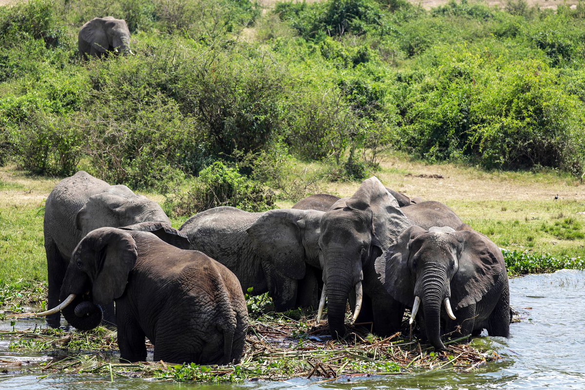 ajar_nalwadda's tweet photo. Queen Elizabeth National game drive experience in #pictures.
📸 by @ajar_nalwadda
@exploreuganda #shortholiday #hajarahnalwaddaphotographerkampalauganda #documentaryphotographer #pearlofafrica🇺🇬 #queenelizabethnationalpark https://t.co/ar9FTqjeTi