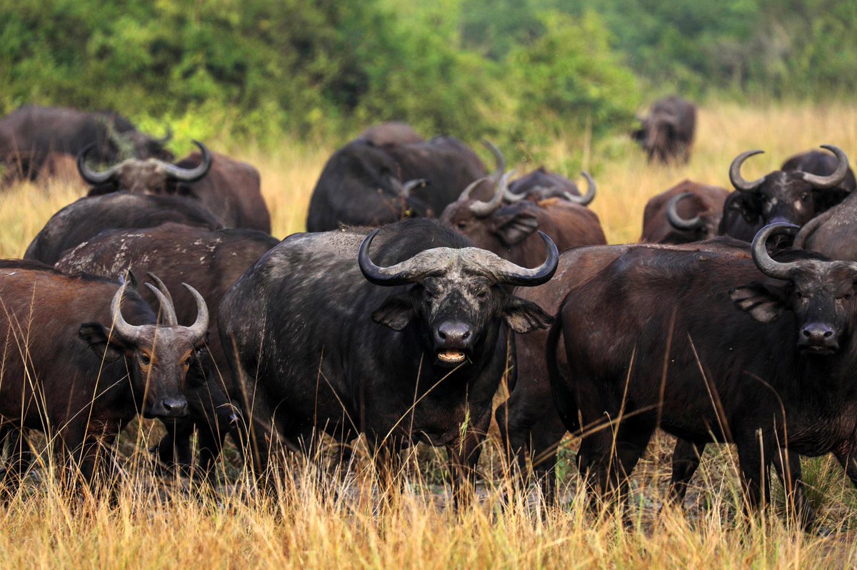 ajar_nalwadda's tweet photo. Queen Elizabeth National game drive experience in #pictures.
📸 by @ajar_nalwadda
@exploreuganda #shortholiday #hajarahnalwaddaphotographerkampalauganda #documentaryphotographer #pearlofafrica🇺🇬 #queenelizabethnationalpark https://t.co/ar9FTqjeTi