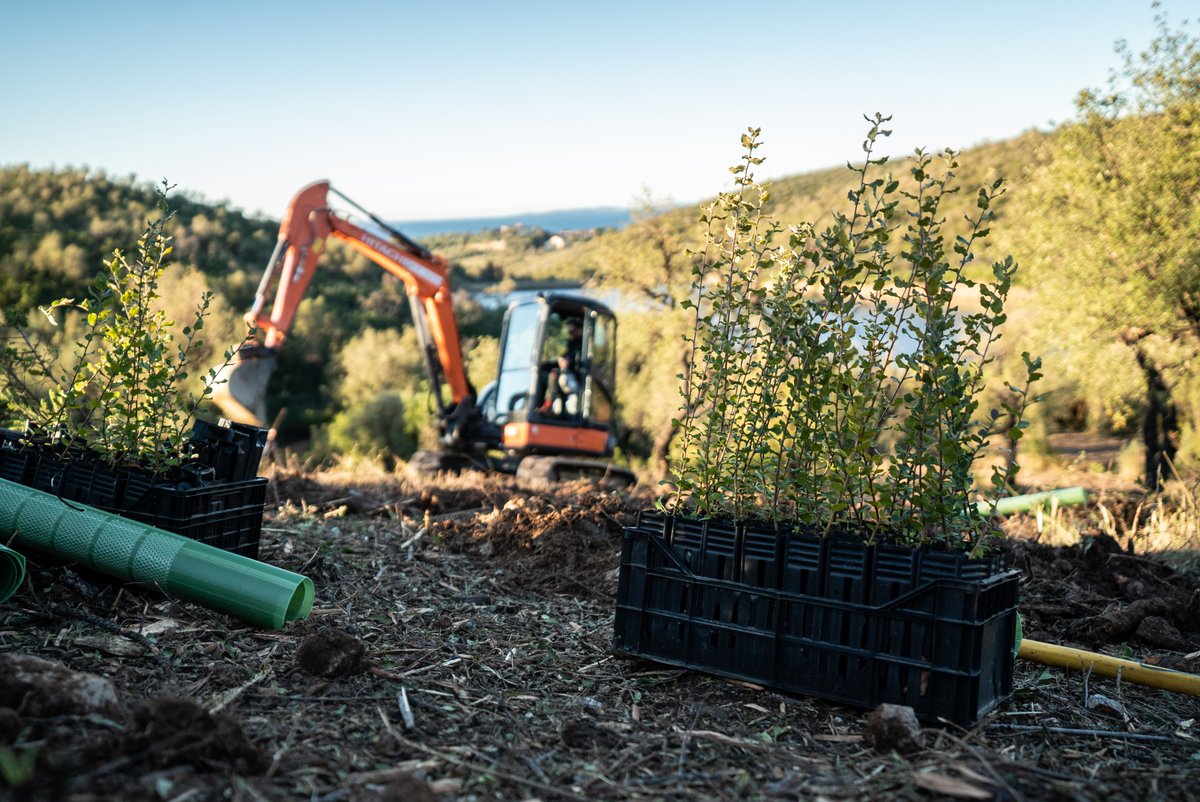 KedgeWine's tweet photo. Il y a un an la @KedgeWine s’associait à @Diam_cork  pour financer le reboisement d’une forêt de chêne liège dans le Var dévastée par un incendie. Cette plantation est désormais labellisée bas carbone
https://t.co/ynM4zL9VuT https://t.co/ADUlslJ7SP
