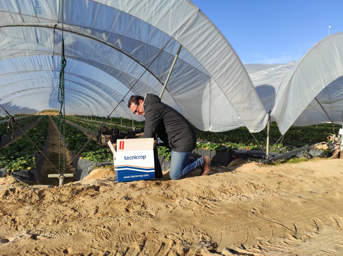 Tecnicrop's tweet photo. Nuestro compañero se ha desplazado a #huelva para hacer seguimiento a un #cultivo de #fresa al que se han aplicado distintos productos de #tecnicrop para el #fortalecimiento de la #planta y la #mejora de su #rendimiento y #producción. https://t.co/IPmUi1q24b