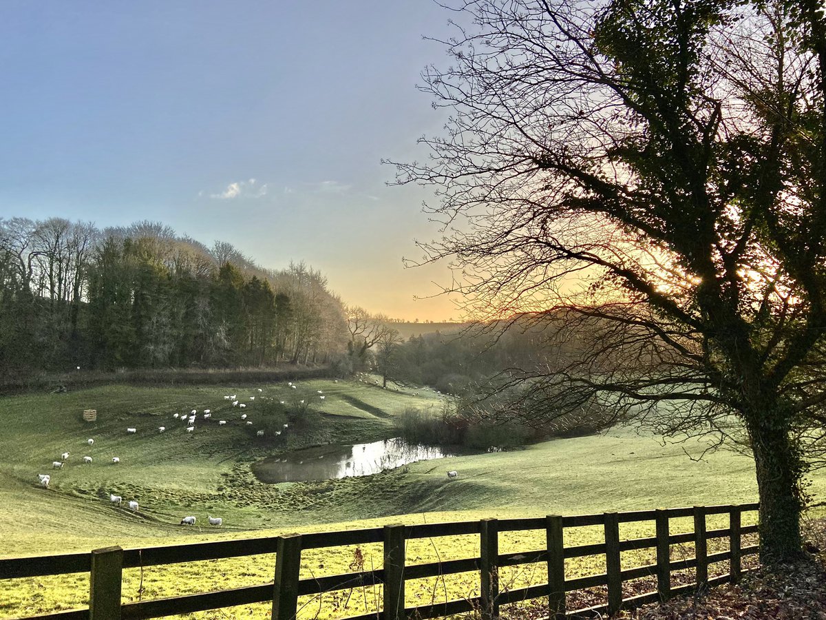 A Glorious Winter Morning. 4°C after a slight frost. Ewes in numbers.