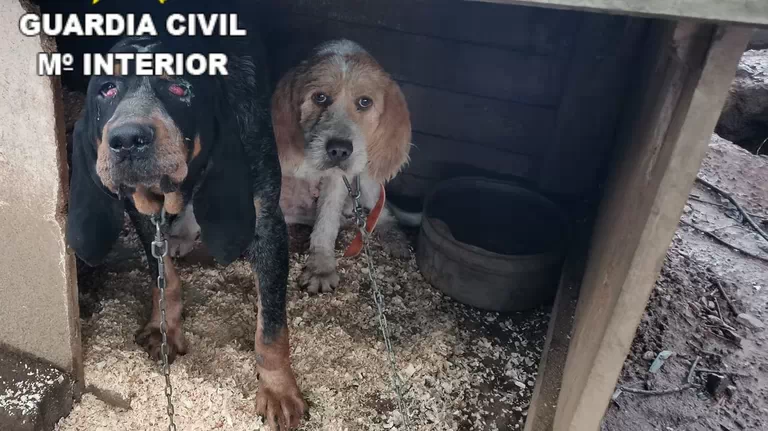 AlbertoRSaeta's tweet photo. Así es como un cazador de A Coruña tenía a sus perros. Hasta en tres ocasiones había sido denunciado. Por eso no entendemos que el PSOE se niegue a proteger por ley a los perros usados para cazar. #NoALaCaza #NoAlaCaza5f #MismosPerrosMismaLey https://t.co/CX4NhHmhJI https://t.co/o2j3QaXRQQ