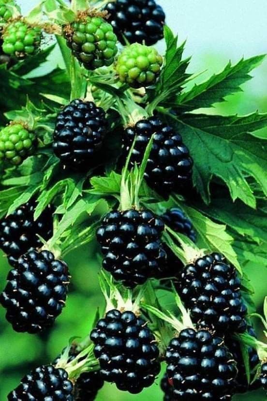 ruben_corella's tweet photo. #mora #moras #moritas #black #morasnegras #Blackisbeautiful #blackpower #more #bestfruits #frutas #fruta #savage #moreras #moreria #bestday #bestdayever #evergreen #lovers #nature #wildearth #bosques #alacant #bosque #pinaret #sweet #sweetmoments #llepolies picsc https://t.co/ZCg7JYJbT5