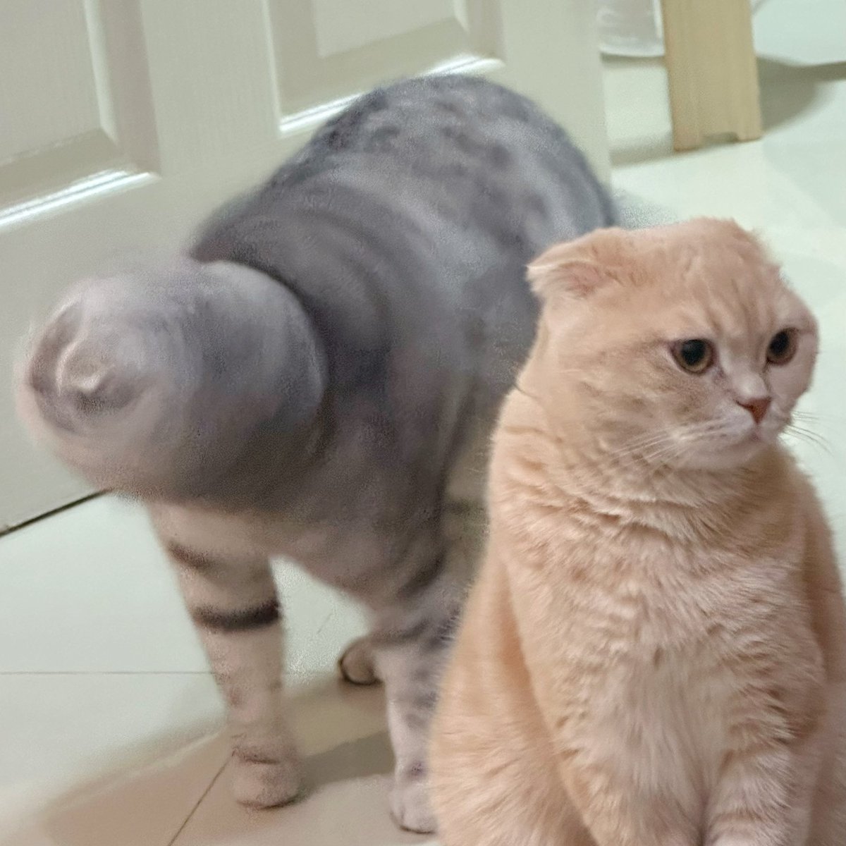 พี่เจ๋งน้องเตี๋ยวไม่ตีกันสิลูกกก tweet media