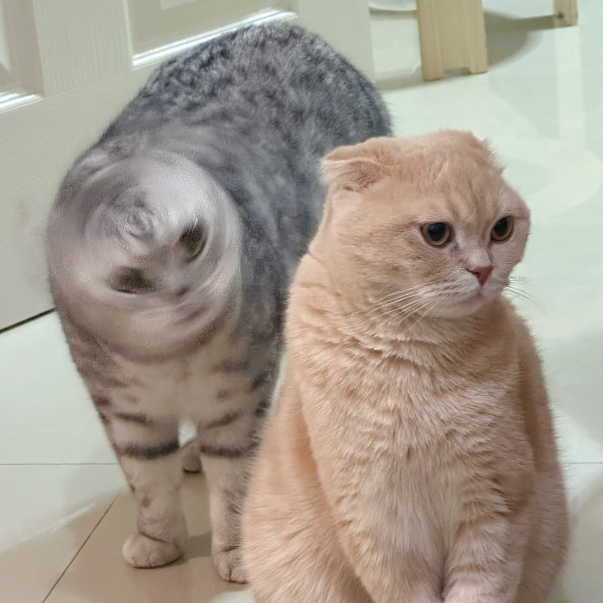 พี่เจ๋งน้องเตี๋ยวไม่ตีกันสิลูกกก tweet media