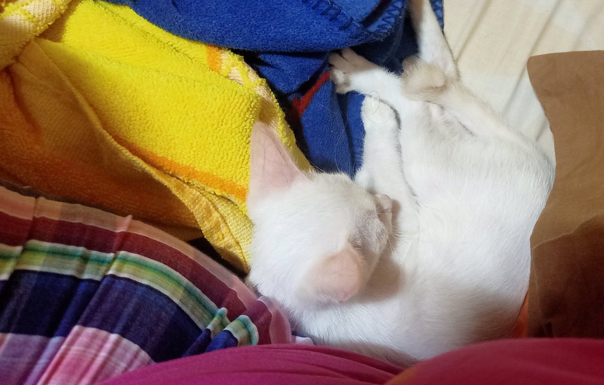 starry_rina's tweet photo. Beside me...almost every time when she wants to sleep.

Now she's the manjaest, 
not Abu 🤭

#adoptwithlove https://t.co/q0A0p4wrdN