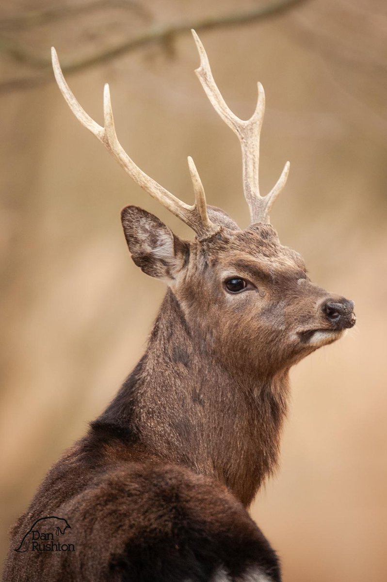 Sika - The Blue Pool, Furzebrook Estate, Dorset.  First introd. to Poole Harbour in 1895 at Hyde House Park, a small group the following year on Brownsea Island. The deer on Brownsea were seen swimming from the island to the mainland the same night! Thanks Dan Rushton Photography