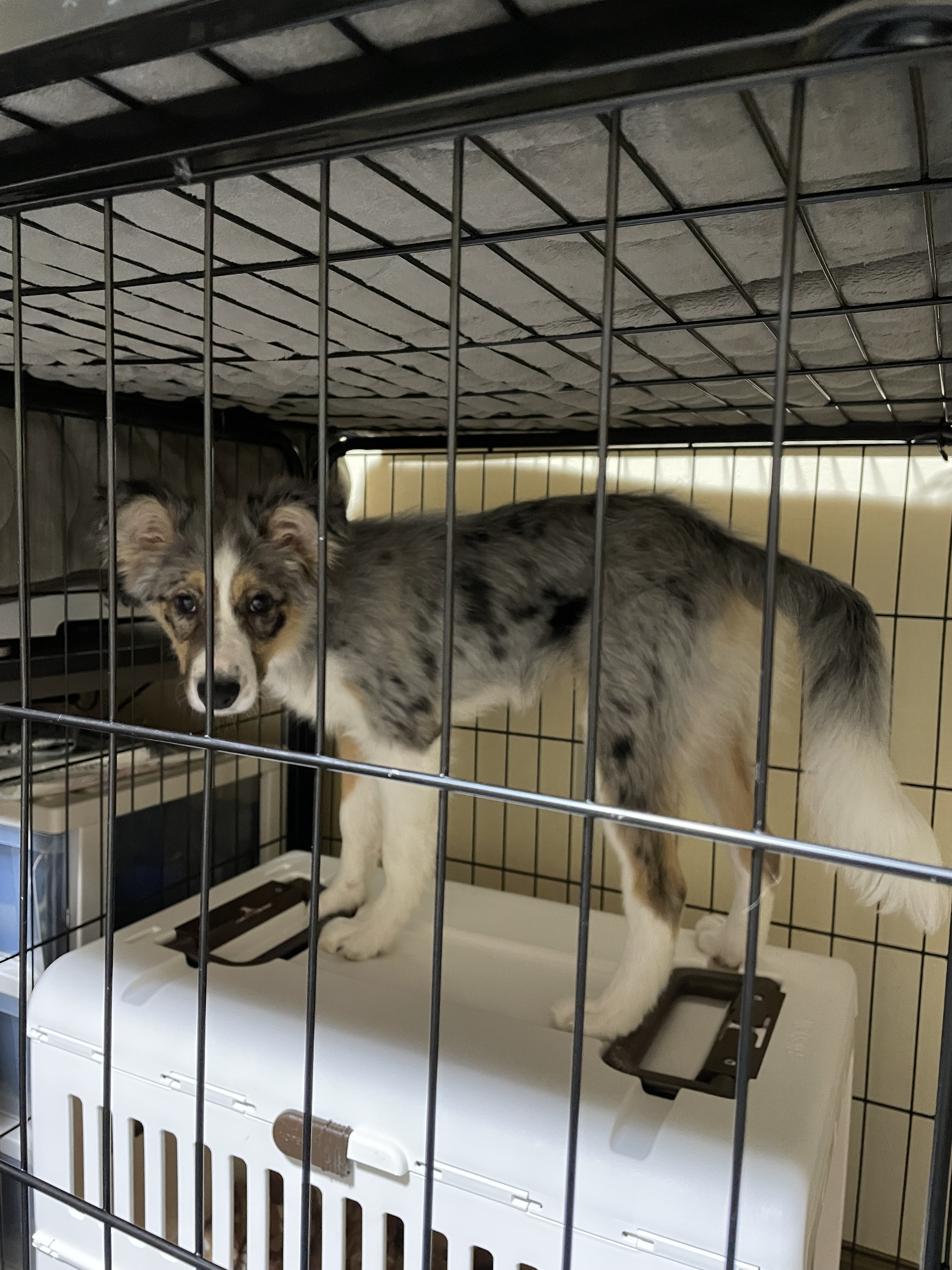 BORDER FINE ARTS ボーダーファインアーツ ボーダーコリー 親子犬-