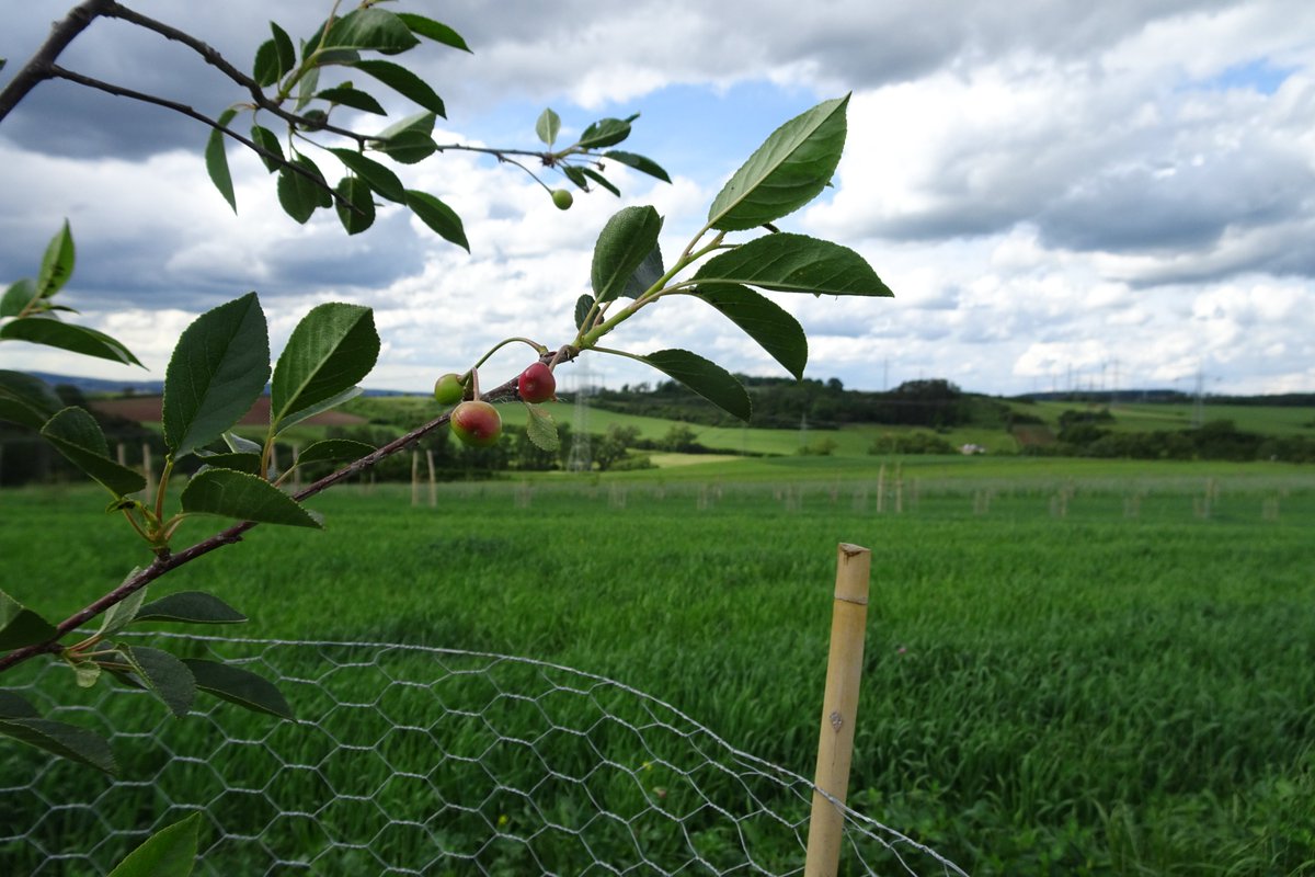Agroforst_DeFAF's tweet photo. #Jobangebot: Interesse an #Agroforstwirtschaft und dem Thema #Wertschöpfung? Wir suchen einen Projektmitarbeiter (M/W/D) für ein neues Projekt. Bewerbungsfrist ist der 27. Februar. Alle weiteren Infos unter https://t.co/QJcU2aCbvX
#Job #Agroforst #Agroforstsystem #Landwirtschaft https://t.co/IbjAo4c5fG