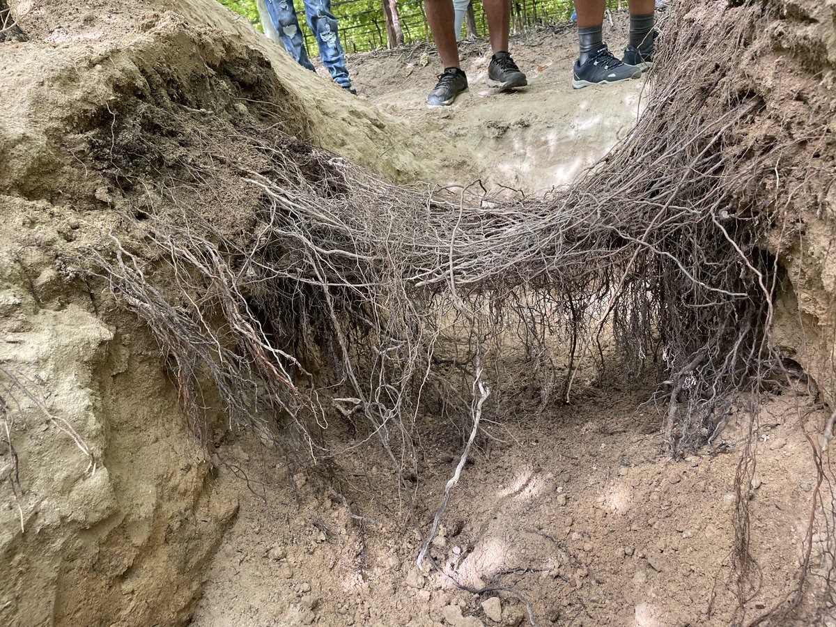 dwkamfer3's tweet photo. Beautiful root development on 17 month old Sweet Globe™️ vines. Lac  du Soleil farm, Piketberg.
🇿🇦🍇 https://t.co/9L63YYoxOu