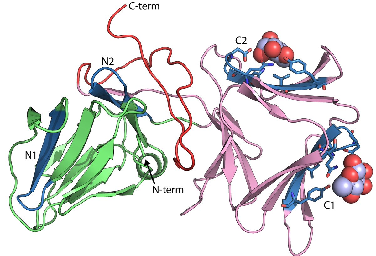DanWalkerLab's tweet photo. Funded PhD position available in our lab at the University of Strathclyde. Uncovering the mechanism of the unusual lectin-like pyocins, protein antibiotics that target P. aeruginosa
https://t.co/PhEpasGa8a https://t.co/Ysps3VNpE6