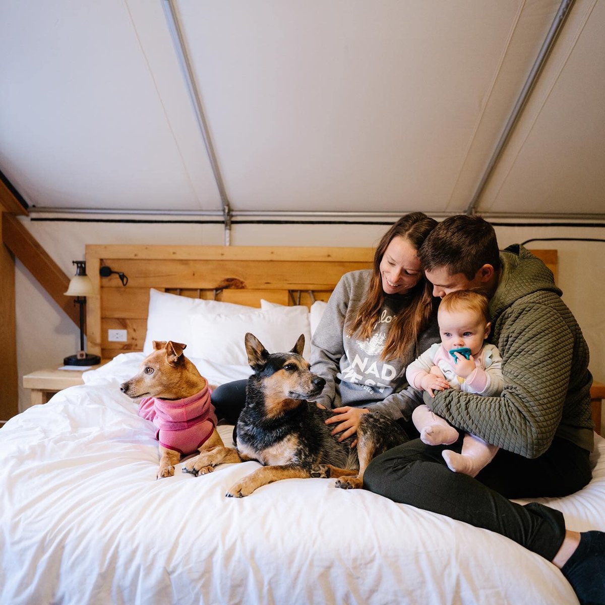 Family day long weekend is coming up! Include the whole family and stay at one of our pet friendly hotels! Click here to book now! charminginnsofalberta.com/getaways/pet-f…