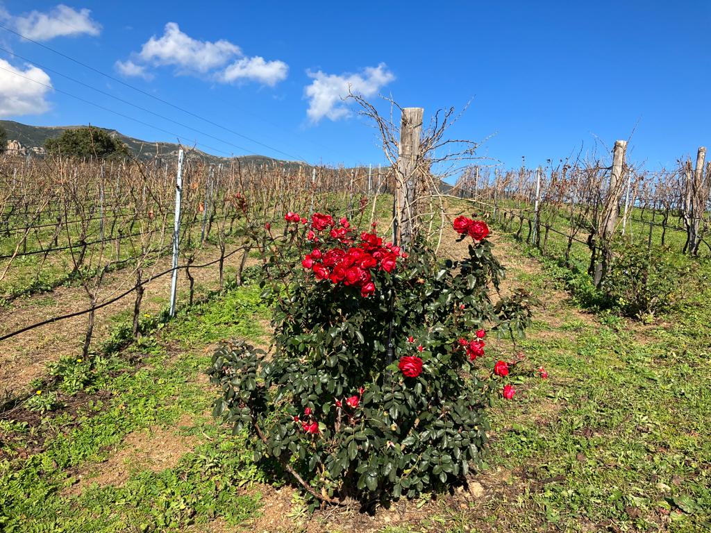 #Gibadda #ViniEdEnoturismo #Arbus

Eccoci a degustare i nostri vini con nuovi amici wine lover. Grazie Eleonora per la visita!

Here we are tasting our wines with more wine-lover friends. Thanks Eleonora for visiting!
#winetourism #esperienzaenoturistica