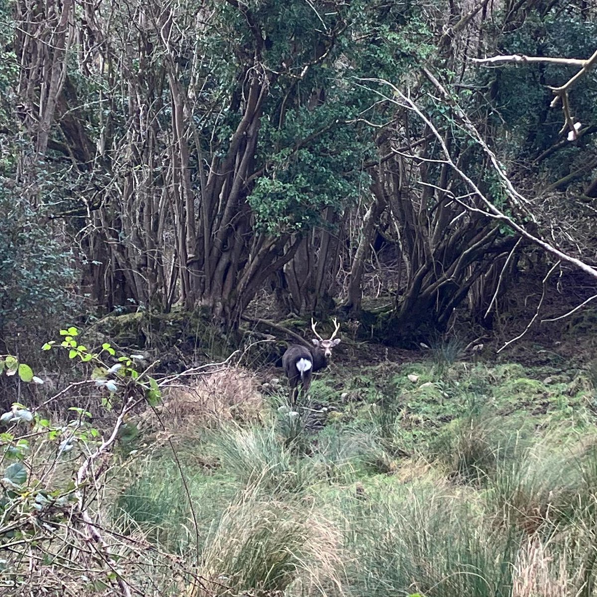 benmccabestudio's tweet photo. Happening upon wild deer #irelandlife https://t.co/MhenhlQhZ2