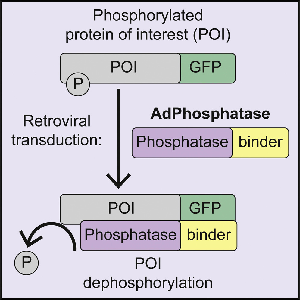 Luke Simpson (@lukemsimpson) on Twitter photo Excited to share our recent paper detailing the development of the affinity-directed phosphatase (#AdPhosphatase) system for targeted protein #dephosphorylation 🎯
.
cell.com/cell-chemical-…
.
<a href="/gpsapkota/">Gopal Sapkota</a> <a href="/sapkota_mrcppu/">Sapkota Lab</a> <a href="/sapkota_mrcppu/">Sapkota Lab</a> <a href="/UoDLifeSciences/">UoD Life Sciences</a> Excited to share our recent paper detailing the development of the affinity-directed phosphatase (#AdPhosphatase) system for targeted protein #dephosphorylation 🎯
.
cell.com/cell-chemical-…
.
<a href="/gpsapkota/">Gopal Sapkota</a> <a href="/sapkota_mrcppu/">Sapkota Lab</a> <a href="/sapkota_mrcppu/">Sapkota Lab</a> <a href="/UoDLifeSciences/">UoD Life Sciences</a>