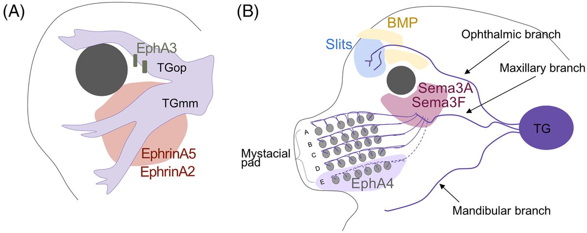 DevelopmentalDynamic (@developmentaldy) on Twitter photo Organism survival depends on sensory #neurons transmitting external information to the #CNS for processing. Learn in this review how cranial sensory cells arise from #neuralcrest cells or cranial #placodes and the factors that wire the senses. doi.org/10.1002/dvdy.5… <a href="/bertaalsina/">Berta Alsina lab UPF</a> Organism survival depends on sensory #neurons transmitting external information to the #CNS for processing. Learn in this review how cranial sensory cells arise from #neuralcrest cells or cranial #placodes and the factors that wire the senses. doi.org/10.1002/dvdy.5… <a href="/bertaalsina/">Berta Alsina lab UPF</a>