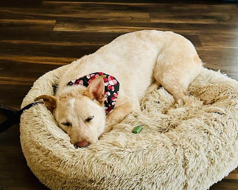 Saving Lives tweet media