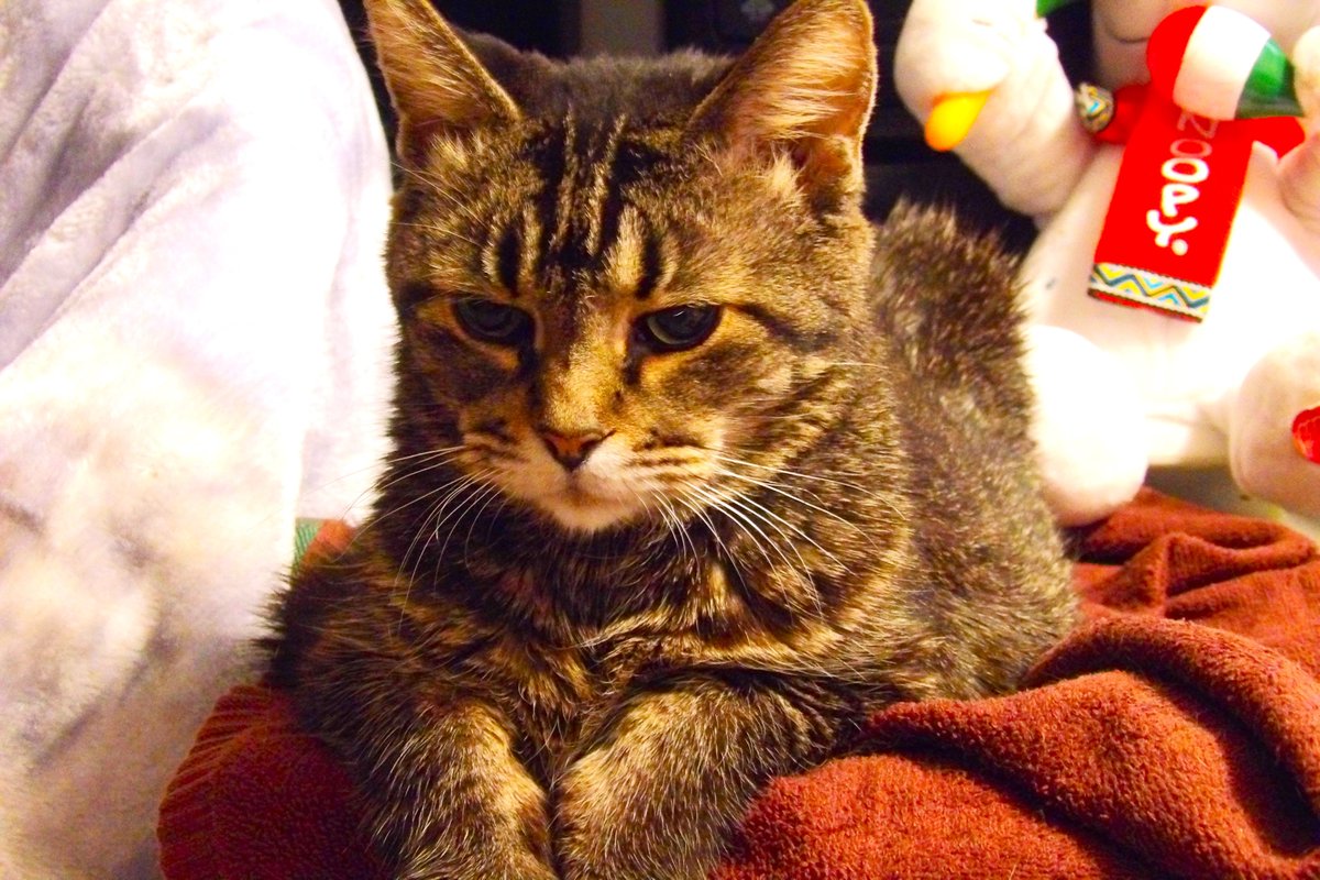AForkshire's tweet photo. Sally says Good Morning and To Have A Good Day #cat #cats #catsofinstagram #of #catstagram #catlover #catlife #instagram #catlovers #kitten #instacat #kitty #pet #cute #love #meow #dog #catoftheday #pets #kittens #gato #animals #catlove #animal #cutecat #world #gatos https://t.co/Q0RbHO8T07