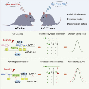Chelsy Li tweet media