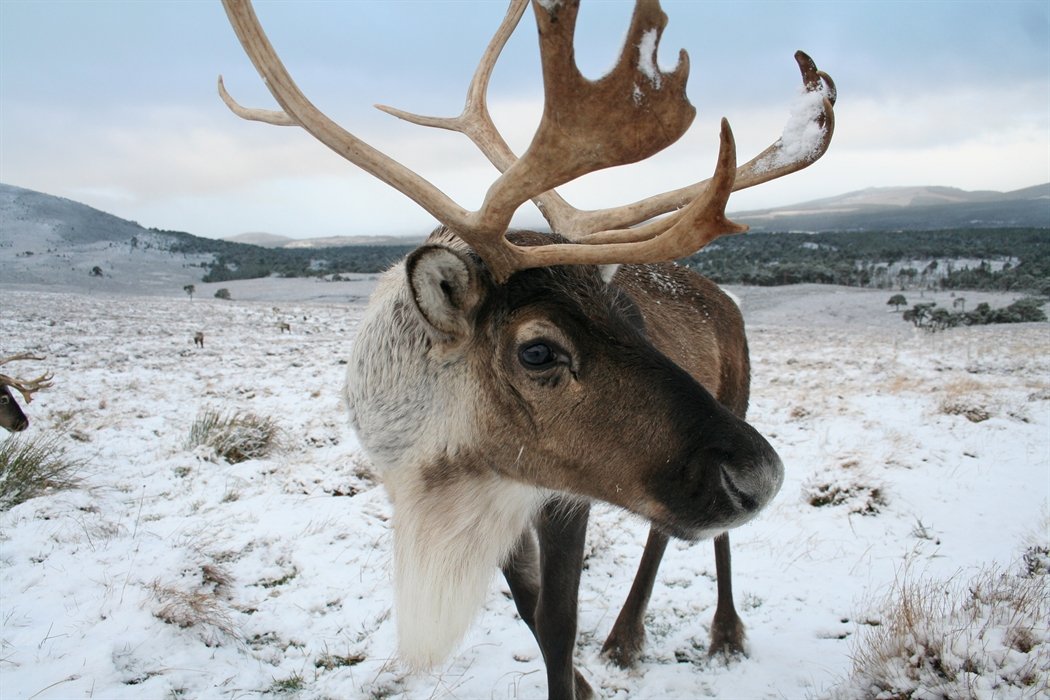 Winter Wildlife Encounters in The #Cairngorms National Park (#Scotland).  🦌❄️🐣 

Animals who turn white in winter here incl., Reindeer, Ptarmigan & Mountain hare. 🐰 

📸 visit scotland /bird note #Reindeer #Ptarmigan #MountainHare #CairngormsMountains #CairngormsNationalPark