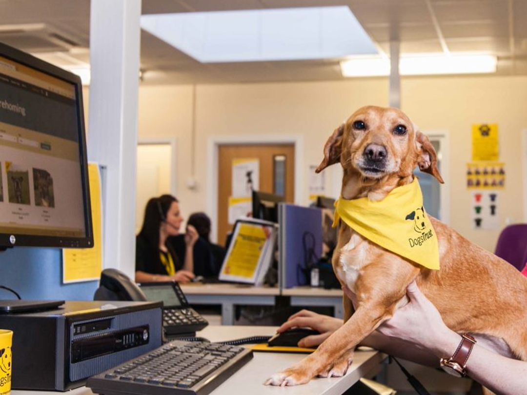 Our Contact Centre has been supported by funding raised by players of <a href="/PostcodeLottery/">Postcode Lottery</a> so we can be there for the thousands of dog owners in need who contact us each week. 💛

If you need to speak to us, or are struggling to care for your dog, we’re here:  bit.ly/3RdjCQD