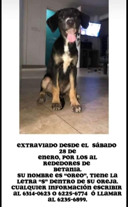 GatosPty's tweet photo. Atencion Bethania.
📲 6235-6899.

ME PERDI AYUDAME A REGRESAR A CASA 🏡 https://t.co/JHChjM9Ko3