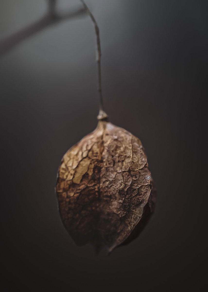 NithuSarath's tweet photo. Winter mood #2023 #January #wintermood #wintertones #leaves #onlyleaves #winter #Macro #macrophotography https://t.co/7m7zAbeUoV