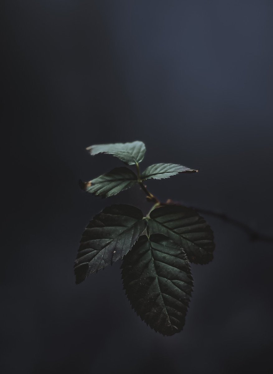 NithuSarath's tweet photo. Winter mood #2023 #January #wintermood #wintertones #leaves #onlyleaves #winter #Macro #macrophotography https://t.co/7m7zAbeUoV