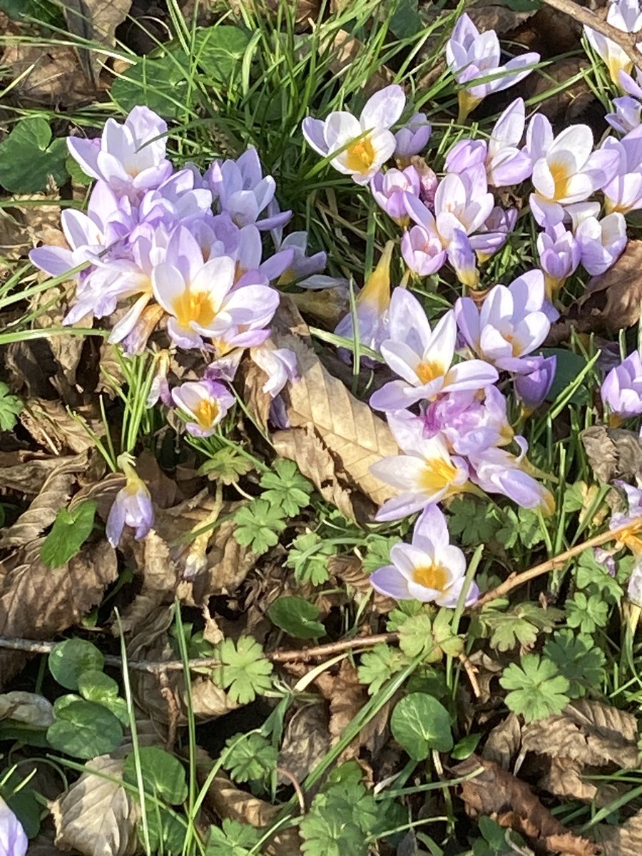 An early crocus cheering up London today