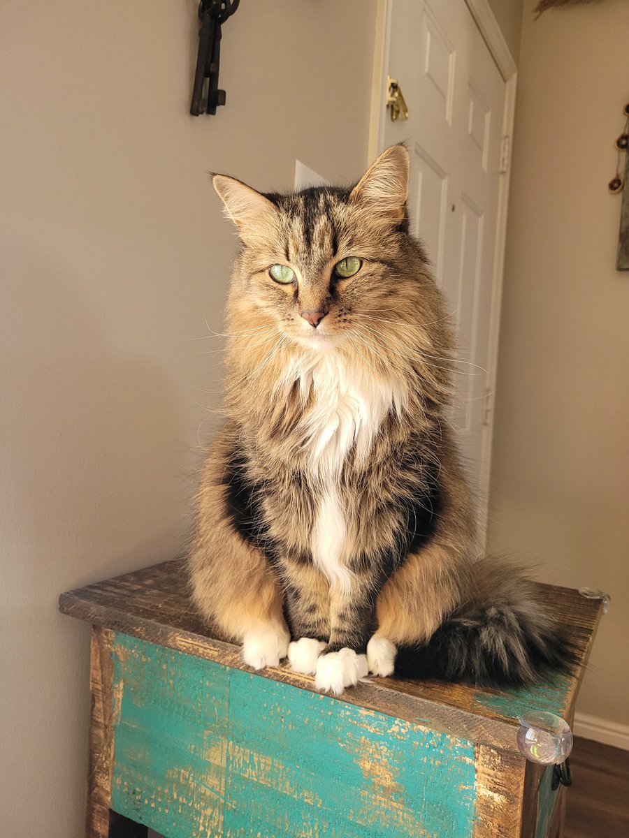 LLexamus's tweet photo. Happy 9th birthday to my girl, miss Naughty Nala! https://t.co/BYDgcvZWHk