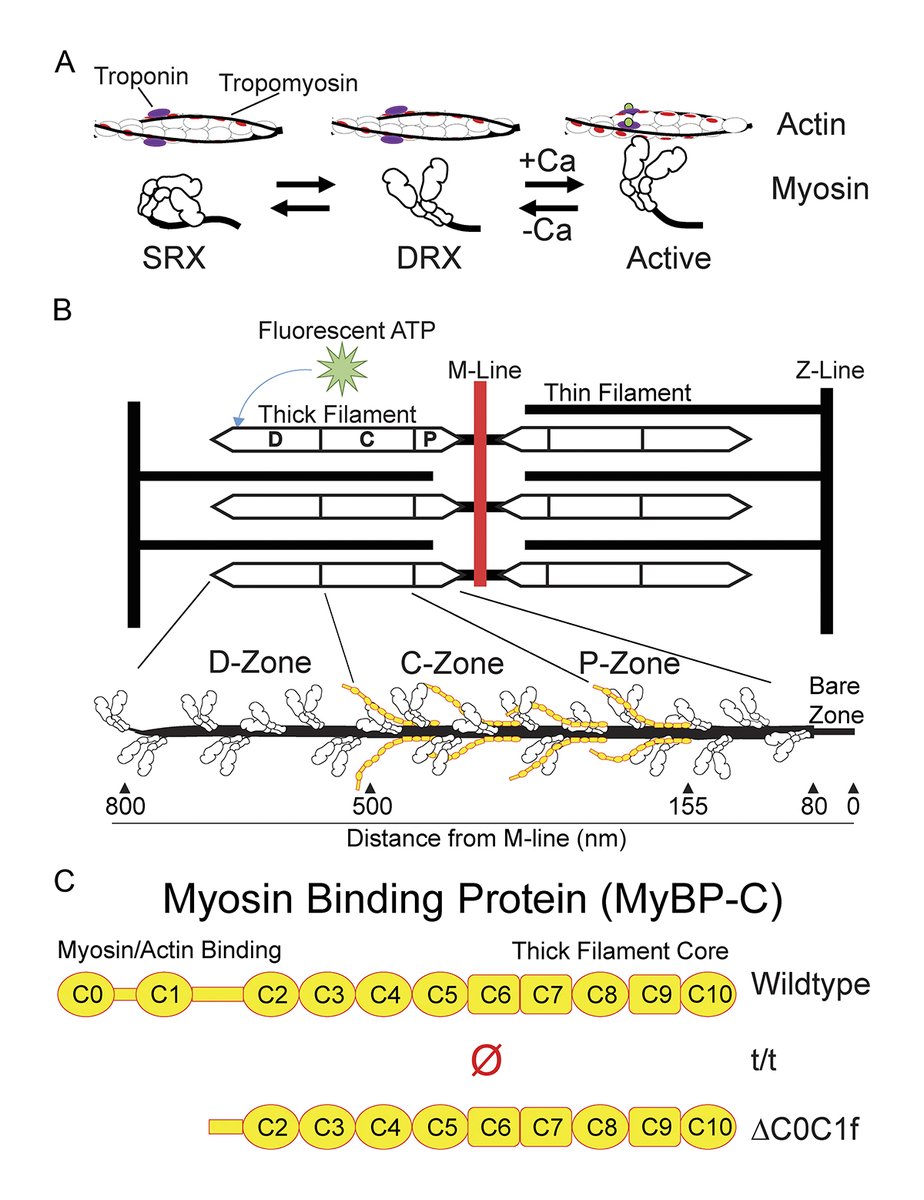 JGenPhysiol's tweet photo. Myosin-binding protein C stabilizes, but is not the sole determinant of SRX myosin in cardiac muscle, say Shane Nelson, David Warshaw and colleagues @uvmvermont: https://t.co/y4Ky1PRooK
#Contraction #CellMotility #MolecularPhysiology #MyofilamentFunction https://t.co/txcQAXql5B