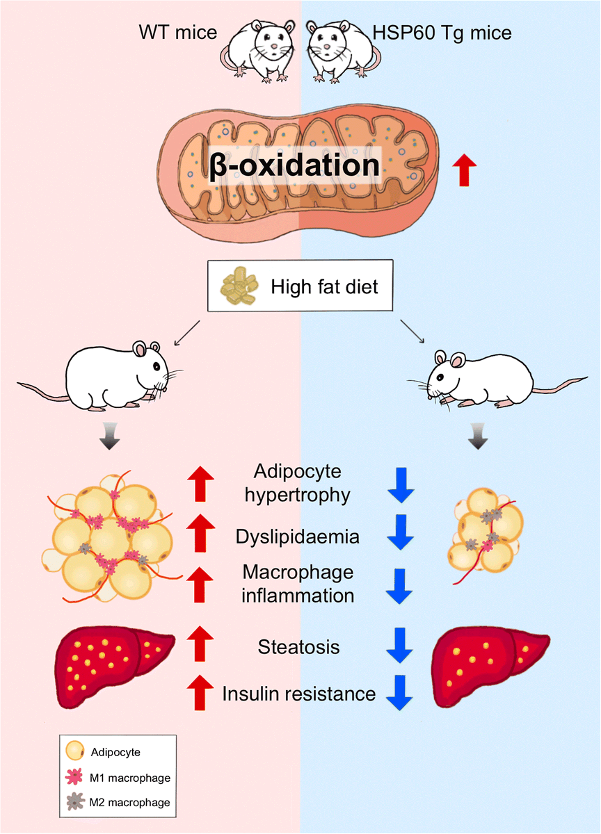 DiabetologiaJnl's tweet photo. Mitochondrial #HSP60 promotes fatty acid oxidation while repressing #mitochondrial stress and #inflammation to ameliorate the development of #NAFLD by preserving #SIRT3 signalling. #LipidMetabolism #FattyAcidOxidation #T2D https://t.co/a1jRLCyQMl https://t.co/bQFOLxkpkD