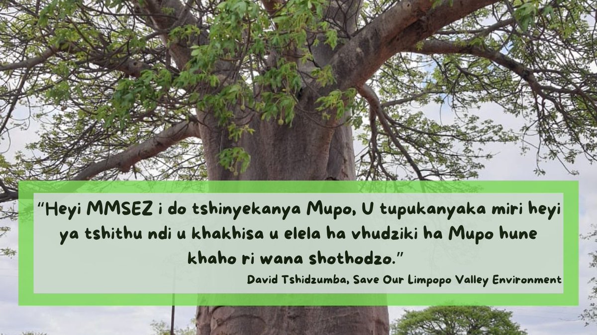 '#MMSEZ plans will unstructure Nature and once we remove indigenous trees from their rooted standing points, we're interfering with the ecosystems that gives life harmony.' - David Tshidzumba, S.O.L.V.E. Save Our Limpopo Valley Environment @ThaboSibeko9 @makomaphil @ClimateZA