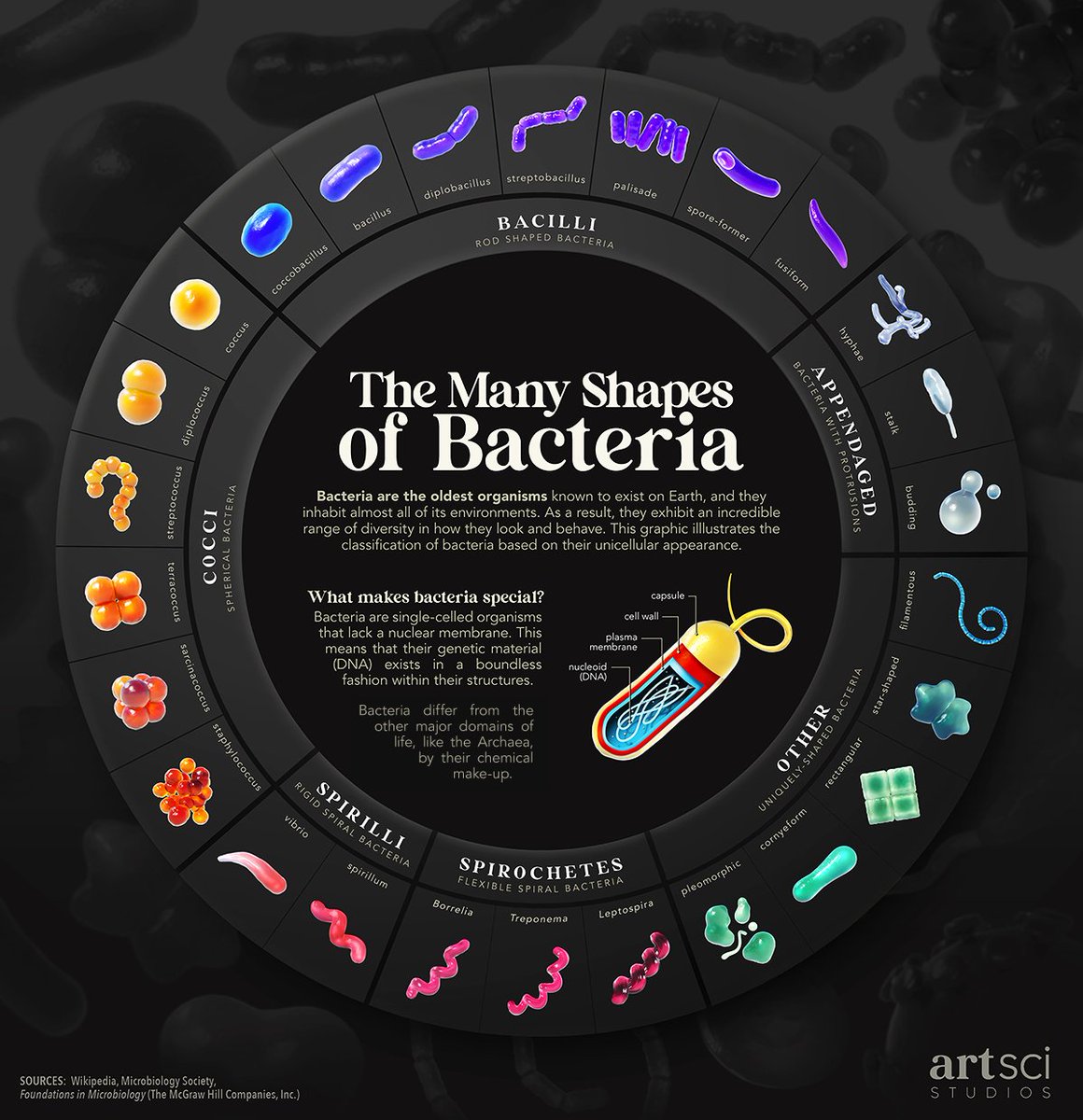 markabelan's tweet image. The Many Shapes of Bacteria ๐ฆ ๐ฉ๐ก๐ ๐งซ
#shapes #science #microbiology #bacteriology #bacteria #microbes #art #artistsontwitter #sciart #scientificart #visualdata #design #illustration #illustrator #scientificillustration #vizscicomm #MakeScienceSexy #infographic #biology