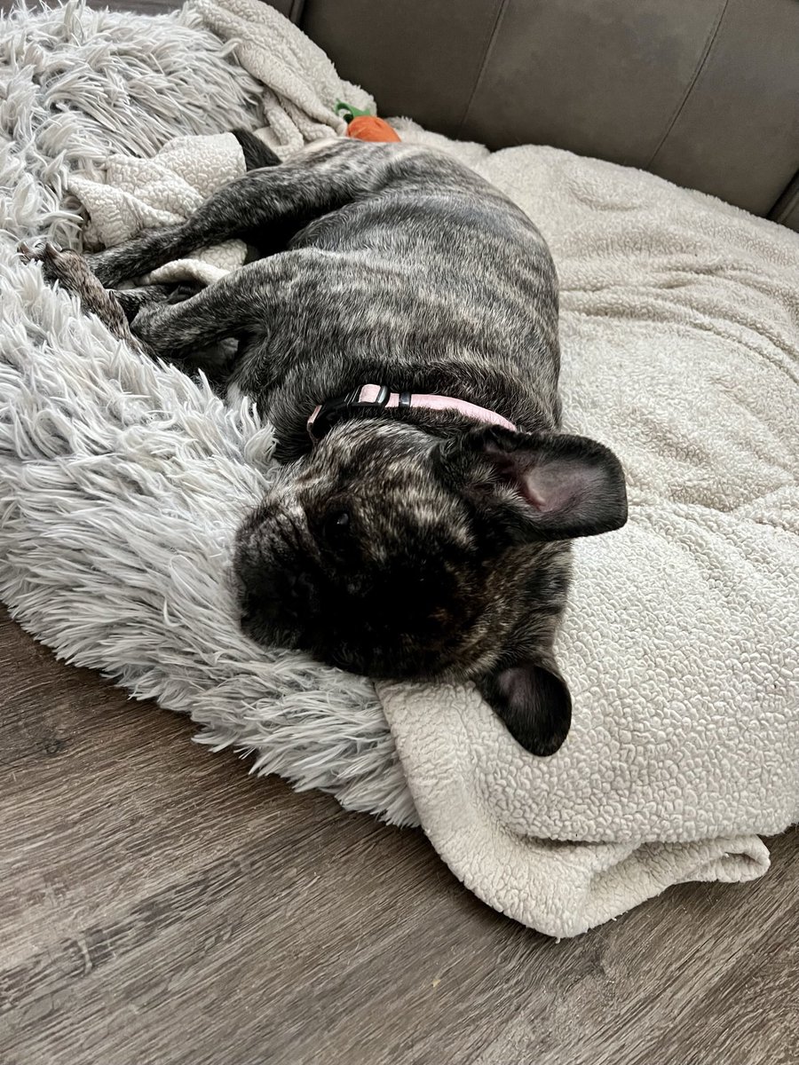 French bulldog impression.