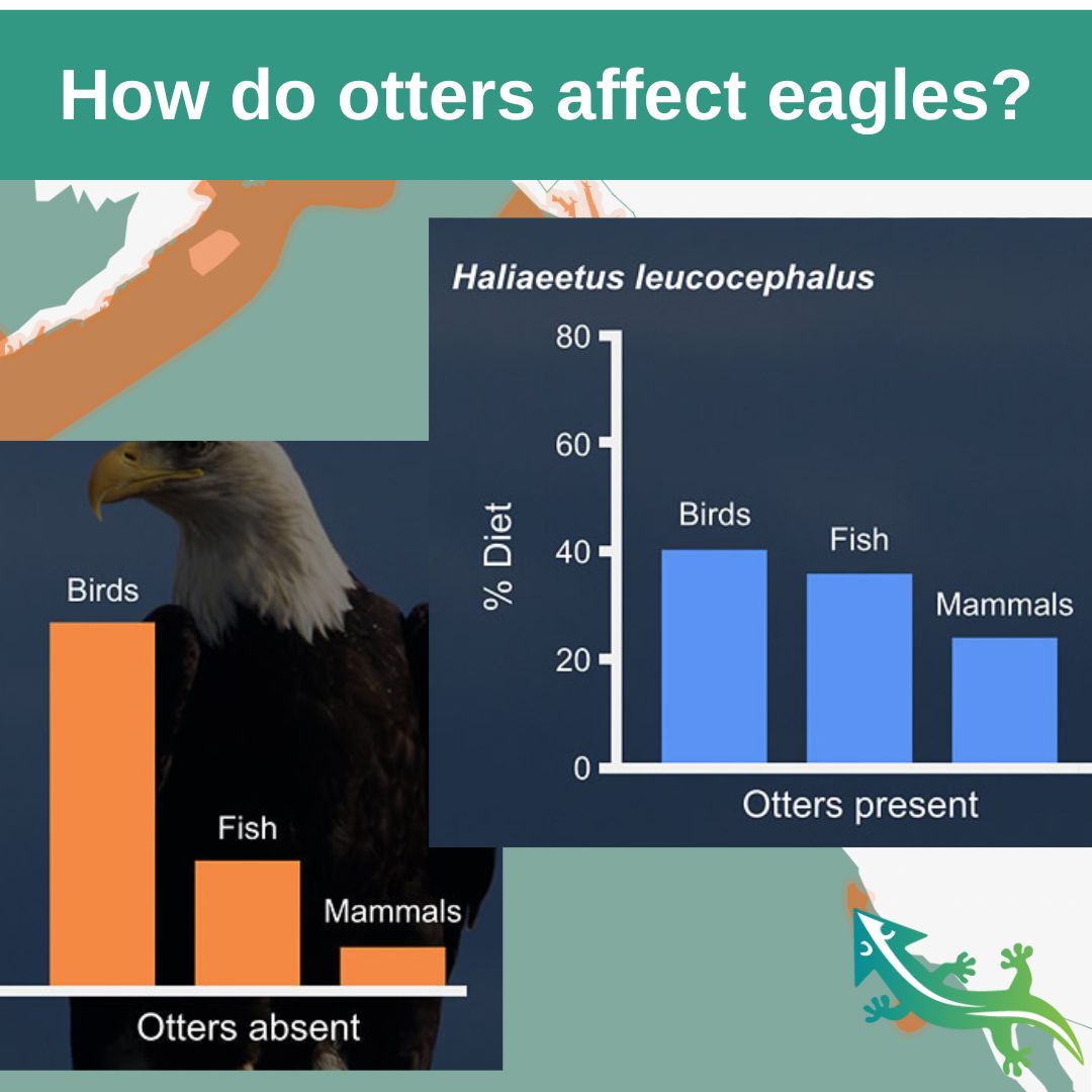 BIOINTERACTIVE's tweet photo. How do otters affect eagles? Our new Keystone Species Interactive highlights different keystone species around the world from a variety of trophic levels and ecological roles, and connects understanding keystone species with ongoing conservation efforts. https://t.co/9LSiPx0yiJ https://t.co/ZyGh3miKRy