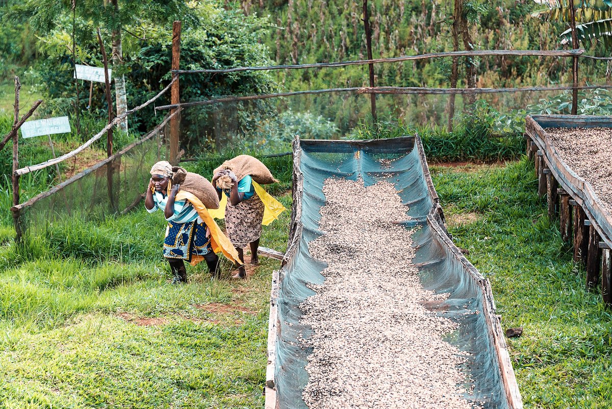 The Kenya harvest is entering full swing 🙌 and we're really excited about what we're seeing on the cupping table so far! 

🔗bit.ly/3kKyNo9

#specialtycoffee #greencoffee #singleorigin #specialtycoffeekenya