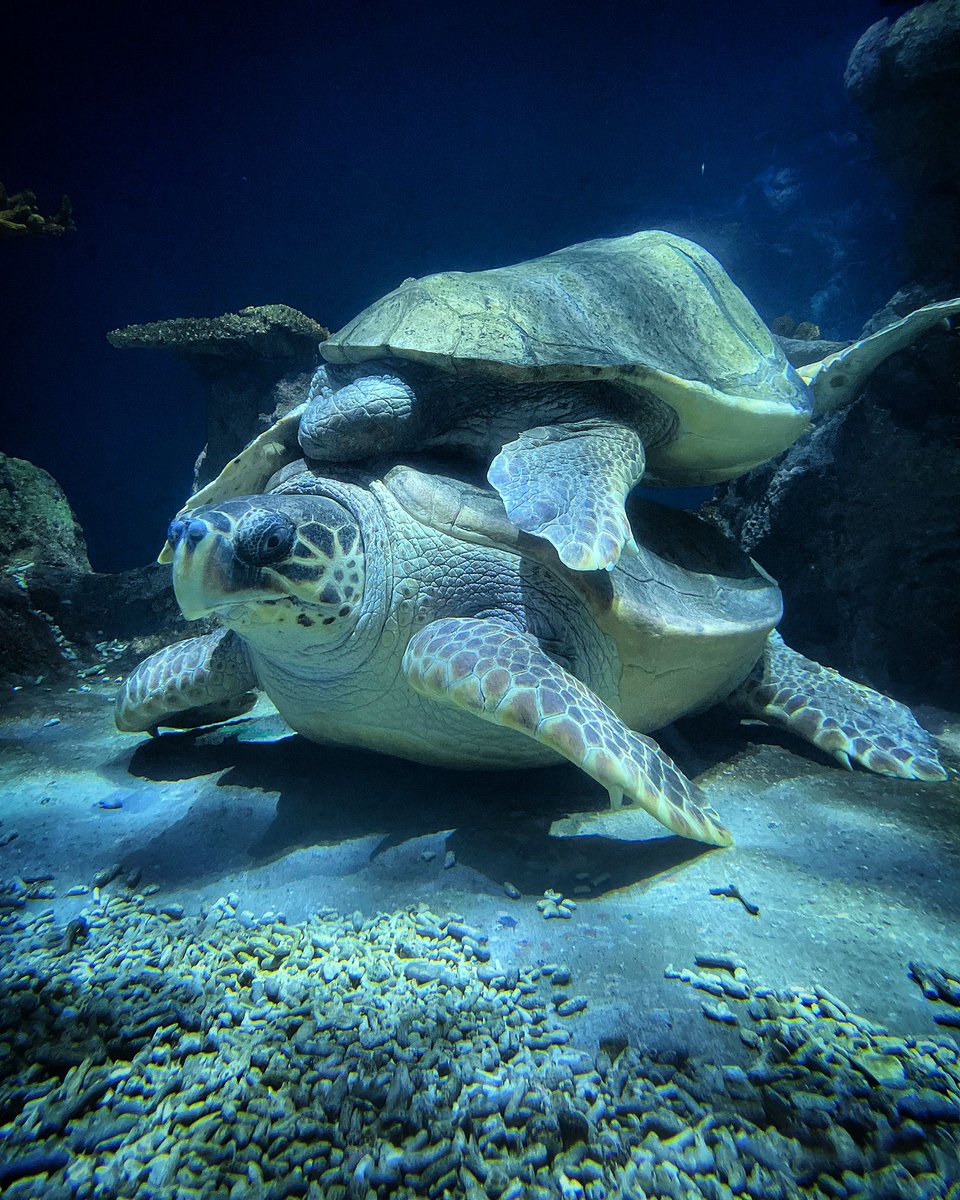 Shhhhhh... she's sleeping! 🤫 Here's Mabouche having a doze on Sensa's back. 💤 They can both usually be found napping during the day, but this is the first time we've seen them together like this! 🐢 #Aquarium #Turtles #TheDeep #TheDeepHull