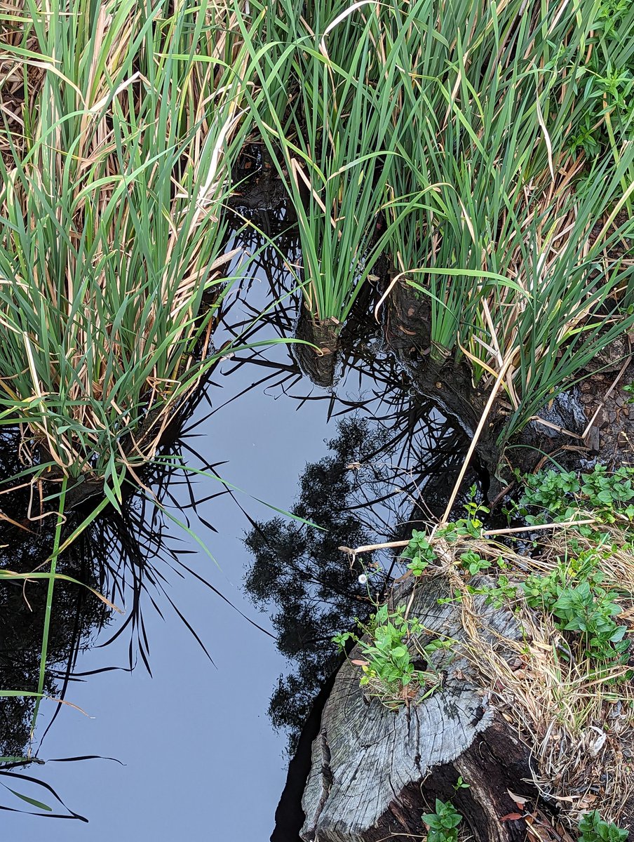 TheWitchersOne's tweet image. So lucky to walk the paths I take 🥰.
#ShadowsReflects @DavidMariposa1