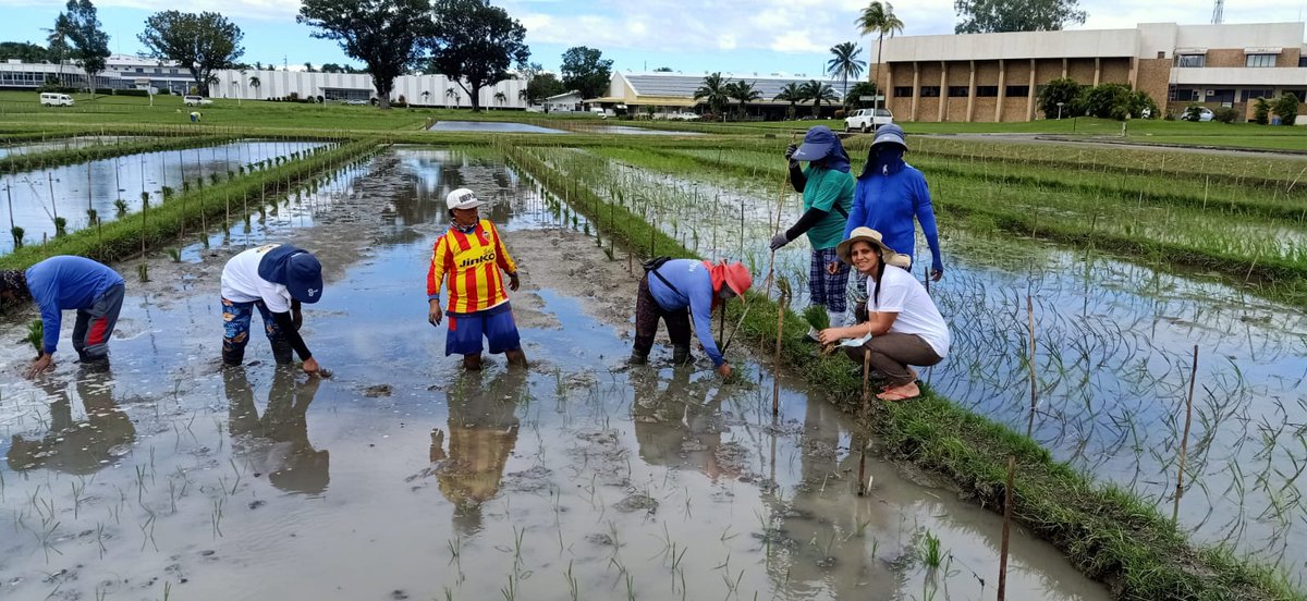 Our PhD student Ambika Pandey funded by @atsaf_ev is transplanting rice today at <a href="/irri/">IRRI 🌾</a> to study arsenic exclusion in #rice. Collaboration with <a href="/JauharA03516310/">Jauhar Ali</a> and <a href="/varunseelan/">Varunseelan Murugaiyan</a>