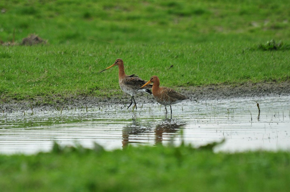 Is het rendabel om meer dan 20% weidevogelbeheer op je bedrijf uit te voeren? Conclusie is nee. Daarom heeft BoerenNatuur 5 aanbevelingen geschreven om dit op te lossen. (Deze zijn ook naar beide ministers van LNV gestuurd.) bit.ly/3HJnLsp
#ANLb #tweedekamer #NPLG
