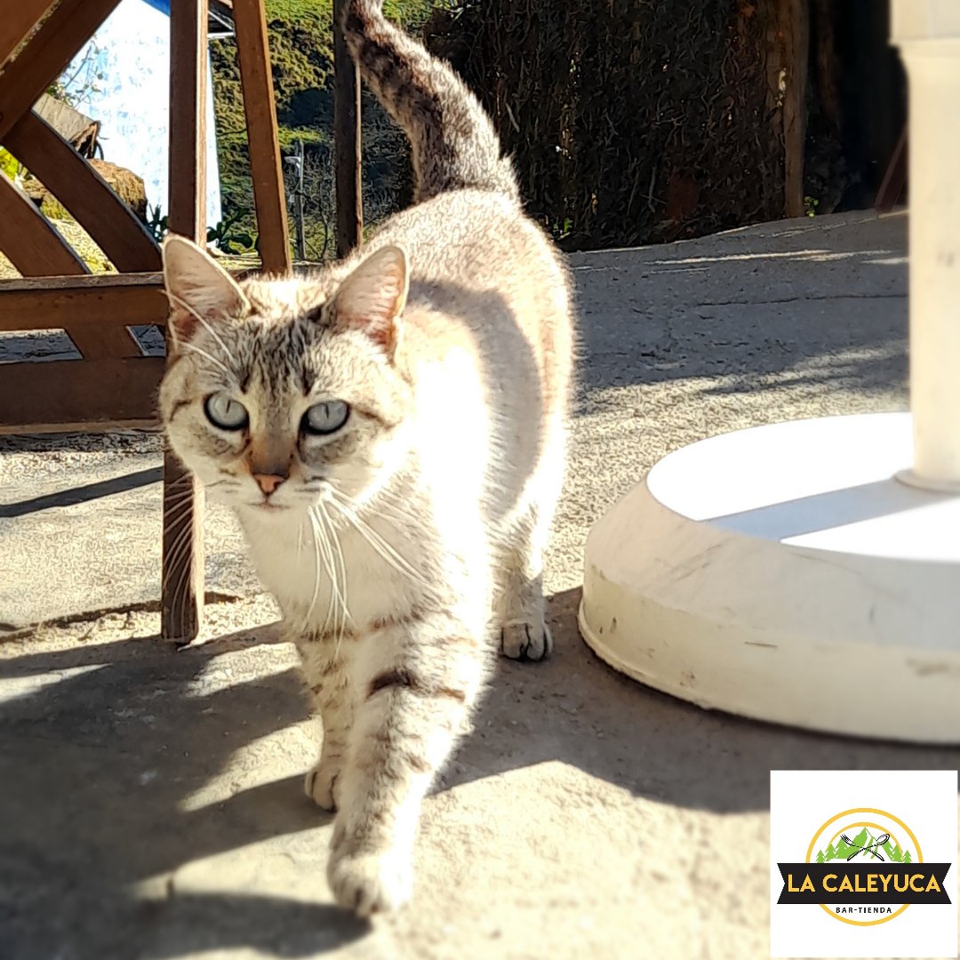 Volvió el sol y con él lleguen nueves clientes 🤣🐈
La que sabe se aprovecha 🌞
OS ESPERAMOS‼️
#lacaleyuca #chigre #bartienda #mieres #urbies #bardepueblo #lagüeriadeurbies #valledeturon #turismorural #verdequetequieroverde #rutasrurales #senderismo #vecinosprestosos